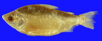 Media type: image; Ichthyology 20306